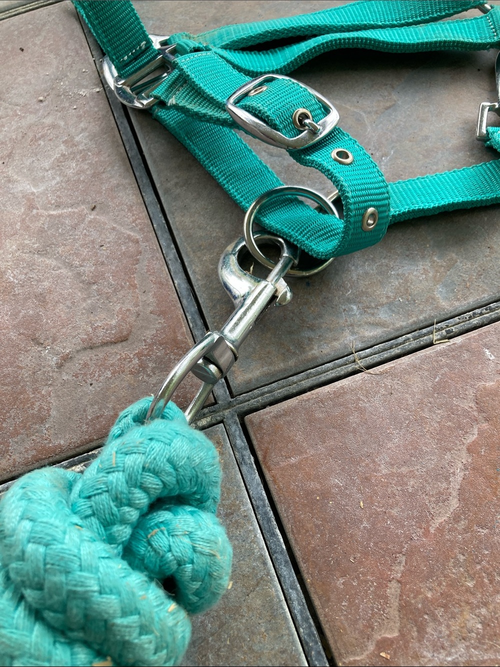 NWOT  Buckle nose Teal Horse Halter with Lead Rope - - Picture 5 of 5